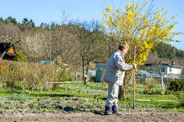 Gardener raking soil with garden tool, spring gardening