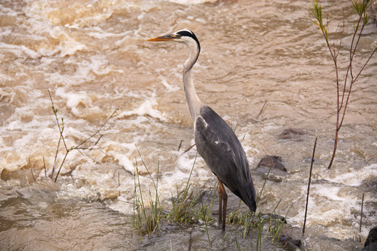 Grey Heron patiently fishing in the rapids resulting from recent heavy rains