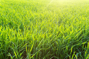 green rice field background