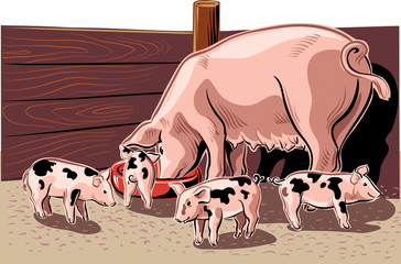 Sow with piglets eating in the bowl of the pigsty.