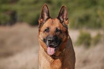 Let`s swing into spring: Der Frühling kommt und mit ihm auch die Frühlingsgefühle beim Hund