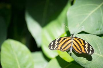butterfly, butterflies, flowers, plants