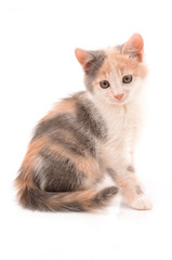 multicolor kitten