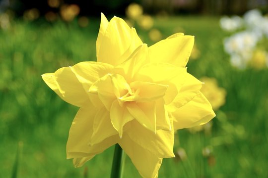 Frühlingsblumen - Osterglocken