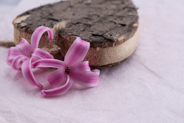  spring time ,heart wood and cyclamen flower on paper background