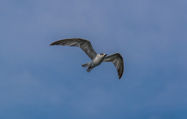 Flying Seagull