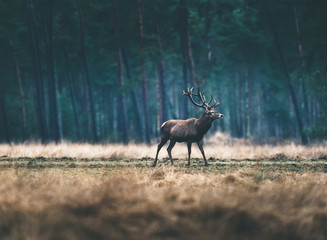 Red deer with big antlers standing in meadow of forest.