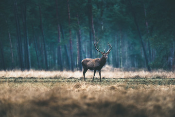 Red deer with big antlers standing in meadow of forest.