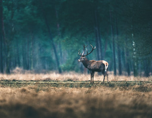 Side view of one red deer standing in forest meadow.