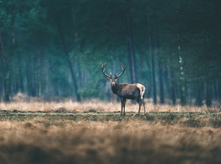Naklejka na ściany i meble One red deer stag standing in forest meadow.
