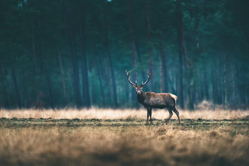 Red deer stag standing in forest meadow.