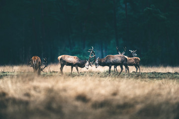 Two red deer fighting with antlers in forest meadow.