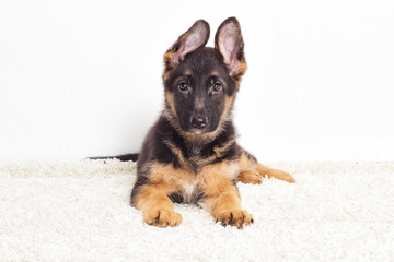Shepherd puppy on a fluffy carpet