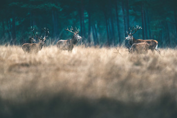 Group of male red deer in tall yellow grass.