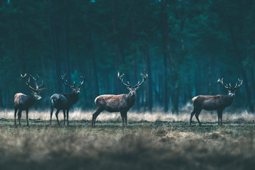 Group of red deer stag standing in forest meadow.