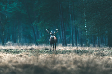 Red deer stag standing solitary in forest meadow.