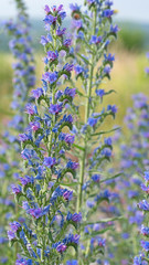 Obraz premium Gewöhnlicher Natternkopf, Echium vulgare