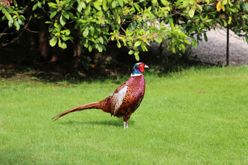 Fototapeta premium Pheasant, Phasianus colchicus, standing on low cut grass in park