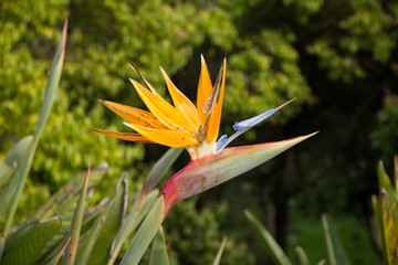 Bird of Paradise flower