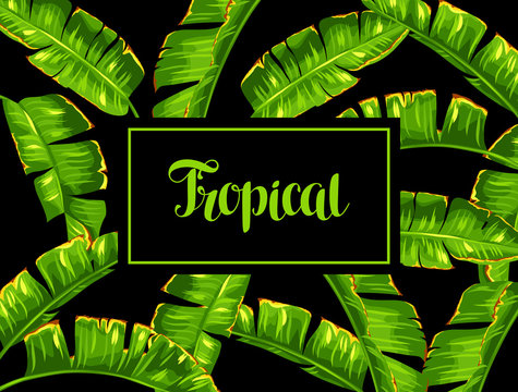 Background with banana palm leaves. Decorative tropical foliage
