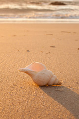 conch shell in the summer beach