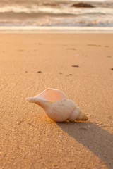 conch shell in the summer beach © ana