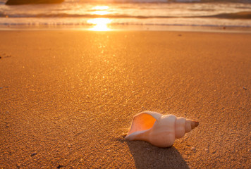 beach at sunset with conch shell and golden light