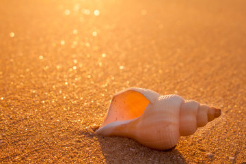 sunset beach sand and queen conch shell 