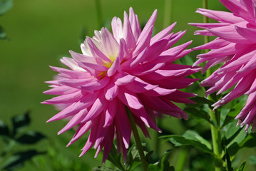 Dahlia cactus rose au jardin en été