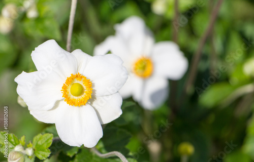 Fleur Blanche Et Jaune Stock Photo And Royalty Free Images