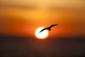 Sonnenuntergang mit Möwe © by-studio