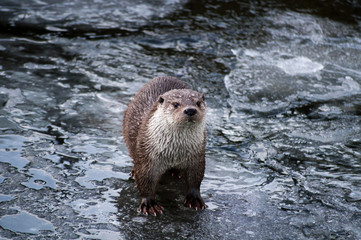 Otter