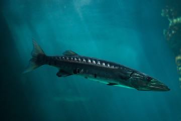Great barracuda (Sphyraena barracuda)