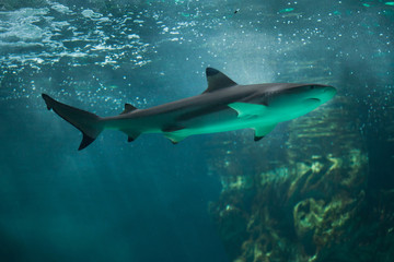 Blacktip reef shark (Carcharhinus melanopterus).