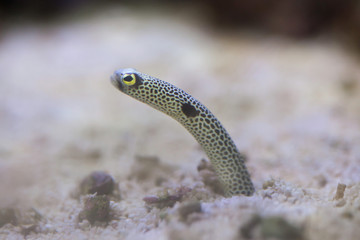 Spotted garden eel (Heteroconger hassi)