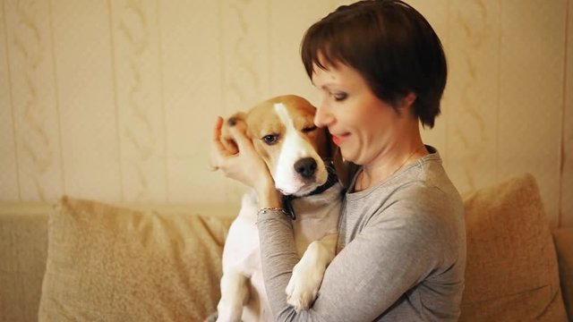 Woman pulls long ears of beagle dog, showing them, lifting them up to form a house.