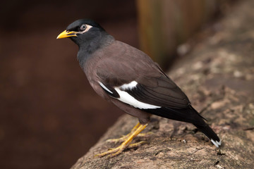 Common myna (Acridotheres tristis)