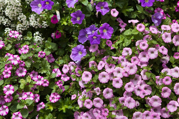 Fototapeta premium Petunia flowers. Background texture. France.