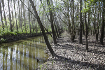 Park of Pateira Fermentelos,Aveiro,Europa, Portugal.