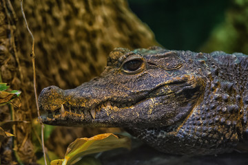 Crocodile close up head in the water