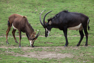 Naklejka na ściany i meble Sable antelope (Hippotragus niger)