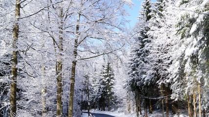 Winterwald im Fruehling