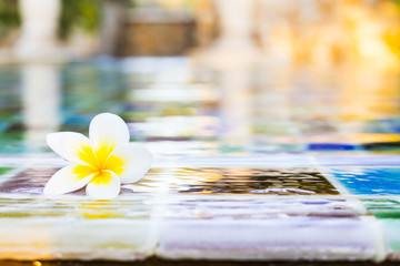 White frangipani flower laying in the water near the swimming pool at tropical resort