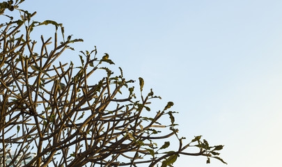 geometry in the nature: half sky, half tree