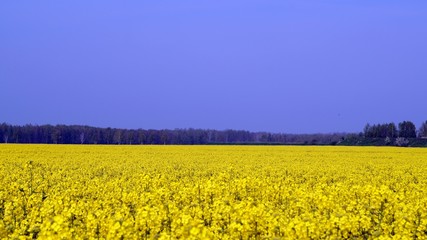 Rapsfeld am Wald