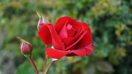 rote Rose