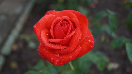 Rote Rose