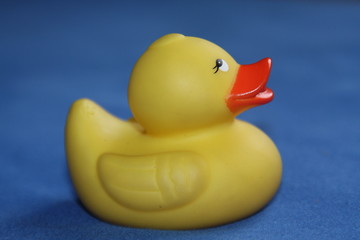 yellow duck