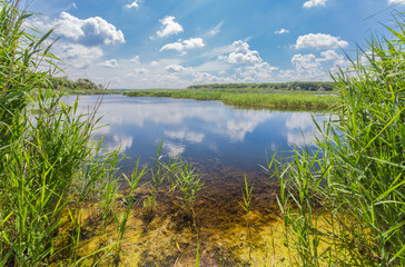 landscape with trees and a river in front