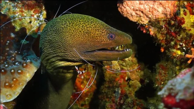 Giant moray eel (Gymnothorax javanicus) with Banded Coral Shrimp (Stenopus hispidus)